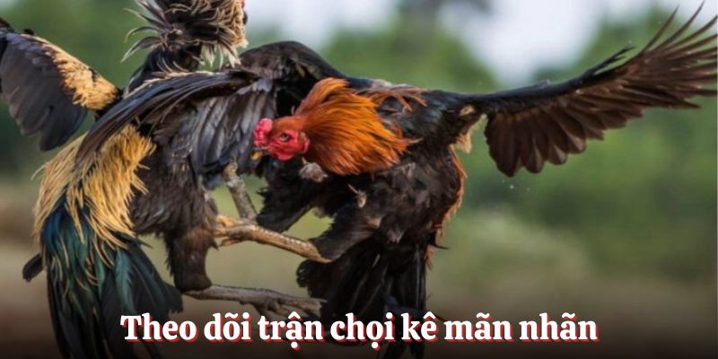Theo dõi trận chọi kê mãn nhãn